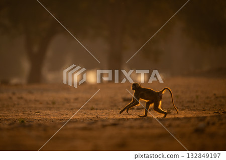 Chacma baboon crosses dry ground near trees 132849197