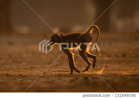 Chacma baboon crosses dusty ground near trees 132849198