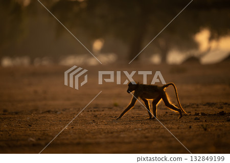 Chacma baboon crosses open ground in sunshine Chacma baboon crosses open ground in sunshine 132849199
