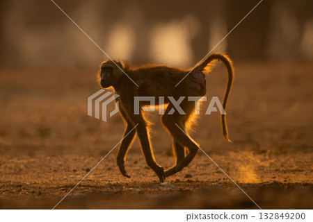 Chacma baboon crosses sandy ground near trees 132849200