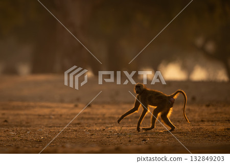 Chacma baboon runs across clearing watching camera Chacma baboon runs across clearing watching camera 132849203