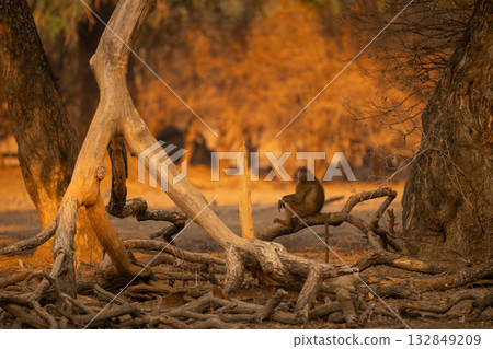 Chacma baboon sits watching camera on log Chacma baboon sits watching camera on log 132849209