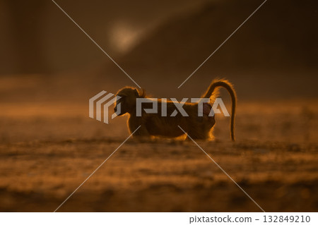 Chacma baboon stands behind bank in sunshine 132849210