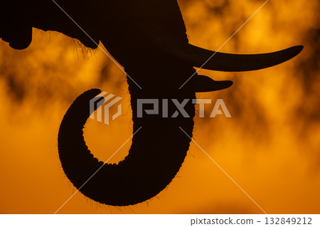 Close-up of African elephant curling trunk up Close-up of African elephant curling trunk up 132849212