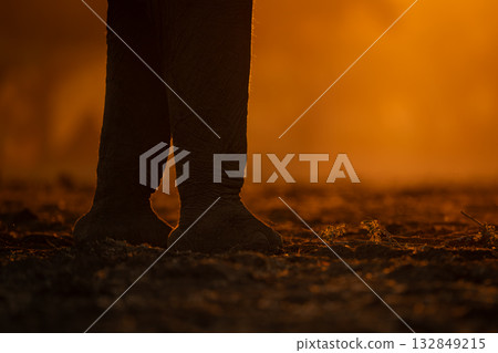 Close-up of African elephant feet at sunrise Close-up of African elephant feet at sunrise 132849215