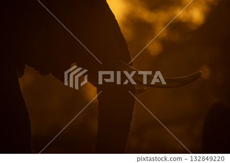 Close-up of African elephant standing at sunrise Close-up of African elephant standing at sunrise 132849220