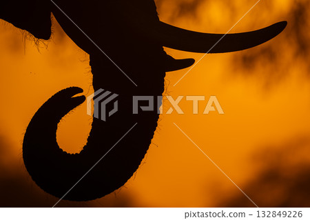 Close-up of African elephant trunk with tusks Close-up of African elephant trunk with tusks 132849226