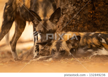Close-up of African wild dog nuzzling another Close-up of African wild dog nuzzling another 132849236