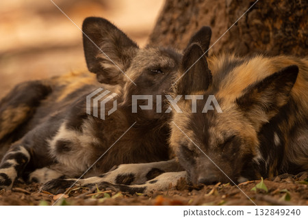 Close-up of African wild dogs lying side-by-side Close-up of African wild dogs lying side-by-side 132849240