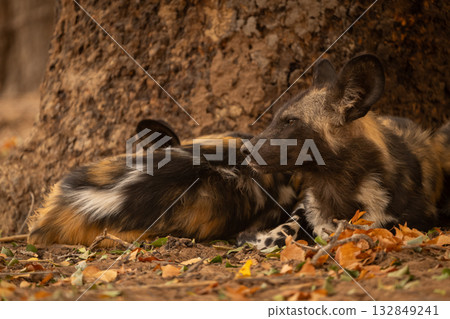 Close-up of African wild dogs lying together 132849241