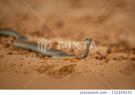 Close-up of boomslang lifting head to stare 132849243