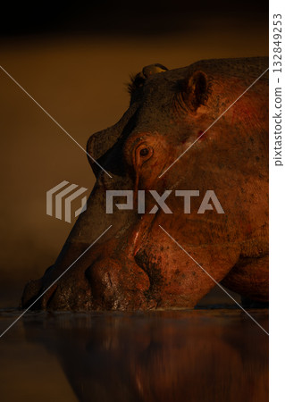 Close-up of hippo watching camera from pond 132849253