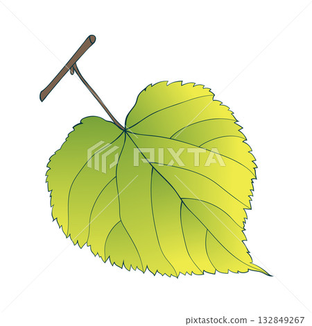 Hand-drawn single green-yellow linden leaf on transparent background. Flat style autumn vector illustration.  132849267