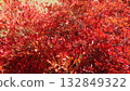 Dodantsutsuji that turned red in red 132849322