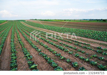 Wide view of cabbage field with green rows stretching toward the horizon 132849715