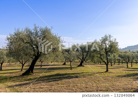 Olive grove with silvery trees under clear blue sky casting long shadows across dry grass Olive grove with silvery trees under clear blue sky casting long shadows across dry grass 132849864