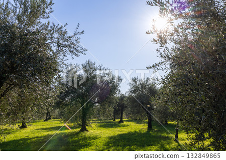 Golden sunlight in olive grove by Lake Garda shining gently through branches onto peaceful meadow 132849865