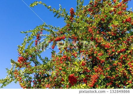 Firethorn shrub branches filled with bright red berries and glossy leaves under deep blue sky Firethorn shrub branches filled with bright red berries and glossy leaves under deep blue sky 132849866