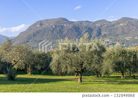 Olive grove near Lake Garda with silvery trees and mountains rising beyond sunny blue sky meadow Olive grove near Lake Garda with silvery trees and mountains rising beyond sunny blue sky meadow 132849868