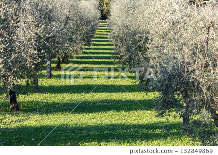 Rhythmic olive grove with alternating sunlight and shadow forming depth and visual harmony Rhythmic olive grove with alternating sunlight and shadow forming depth and visual harmony 132849869