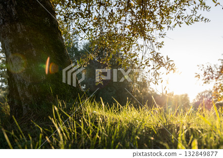 Ground level view of olive tree and bright grass under gentle sunlight with soft background 132849877