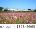Cosmos field and the 885 series "Sonic" express train (JR Kyushu) 132849969