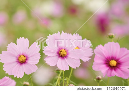 Beautiful pink cosmos blooming in a cosmos field Beautiful pink cosmos blooming in a cosmos field 132849971