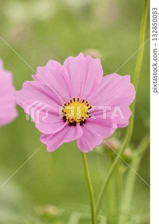 A relaxing space filled with softly blooming cute cosmos A relaxing space filled with softly blooming cute cosmos 132850083