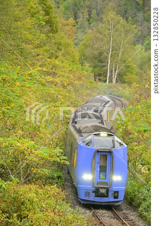 Kiha 261 series express train running through a forest of autumn leaves 132850228