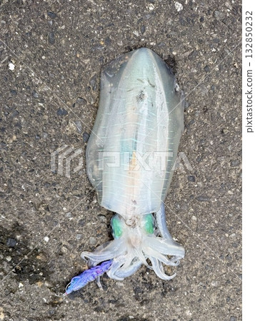 Autumn squid hit Autumn squid hit 132850232