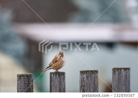 A small linnet sitting on a fence close-up A small linnet sitting on a fence close-up 132850387