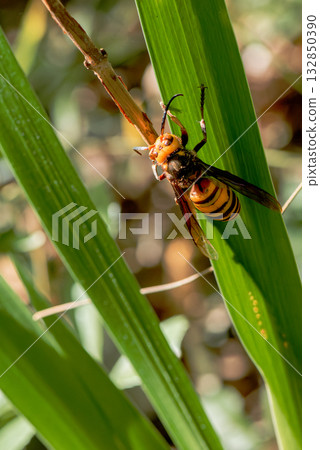 Asian giant hornet resting on a leaf Asian giant hornet resting on a leaf 132850390