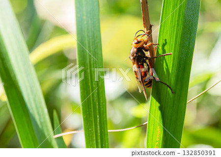 A giant hornet resting on a leaf, seen from the side A giant hornet resting on a leaf, seen from the side 132850391