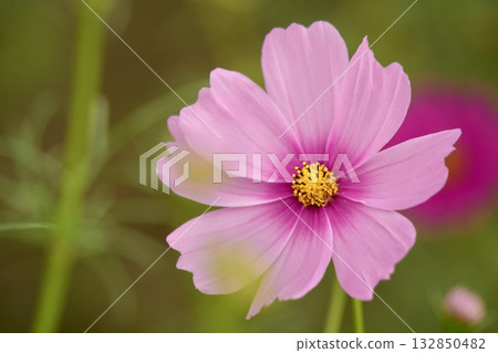 A relaxing space filled with softly blooming, charming cosmos A relaxing space filled with softly blooming, charming cosmos 132850482
