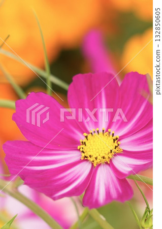 景觀中盛開著絢麗的波斯菊 景觀中盛開著絢麗的波斯菊 132850605
