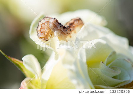 Moth larvae eating rose petals 132850896