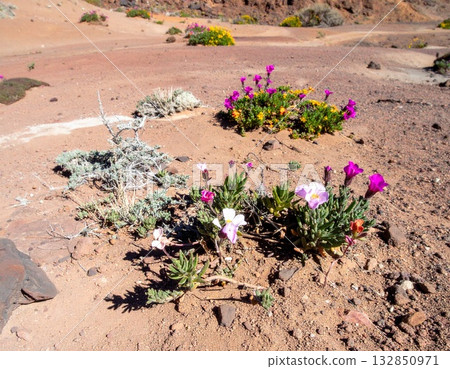 另一個星球上盛開著色彩繽紛的植物,呈現出奇特的地形 另一個星球上盛開著色彩繽紛的植物,呈現出奇特的地形 132850971
