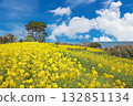Rape blossoms at Nagasakibana Sunflower Field Observatory 132851134