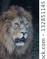 lion 132851145