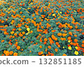 Marigold  132851185