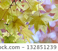 Yellow maple 132851239