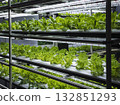 Vegetable Plant row Grow with Led Light Indoor Salad Farm Agriculture Technology 132851293