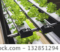 Vegetable Plant row Grow with Led Light Indoor Salad Farm Agriculture Technology 132851294