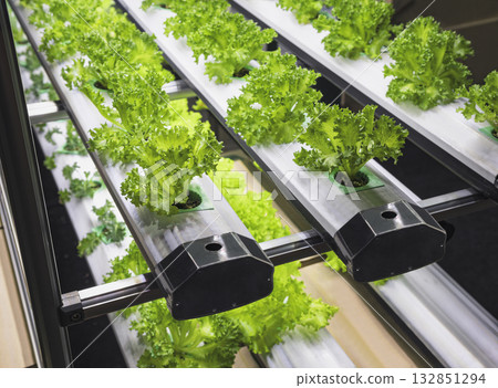 Vegetable Plant row Grow with Led Light Indoor Salad Farm Agriculture Technology 132851294