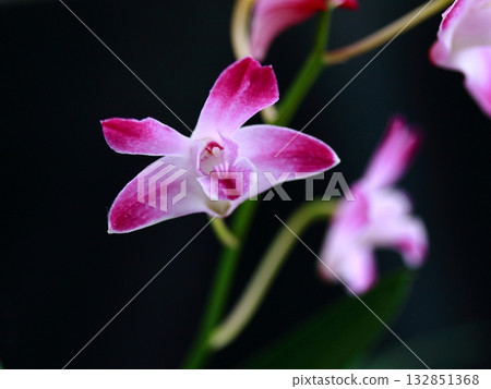 石斛蘭特寫 石斛蘭特寫 132851368