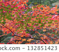 The lush green maple leaves are beautiful against a background of red-orange autumn leaves. 132851423