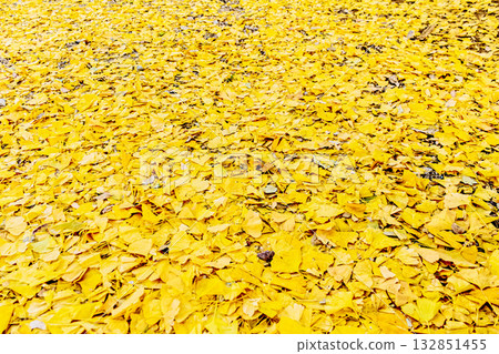 【秋葉圖片】一片金燦燦的銀杏樹 132851455