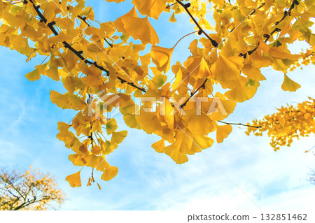 [Autumn leaves image] Bright yellow ginkgo trees and blue sky 132851462