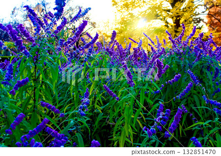 【秋葉圖片】逆光下的紫水晶鼠尾草和秋葉 【秋葉圖片】逆光下的紫水晶鼠尾草和秋葉 132851470