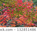 Autumn in Japan 132851486